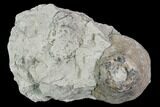 Fossil Crinoid Calyx - Indiana #110790-1